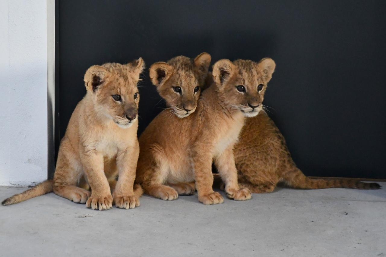 fot. ZOO Poznań Official / Facebook