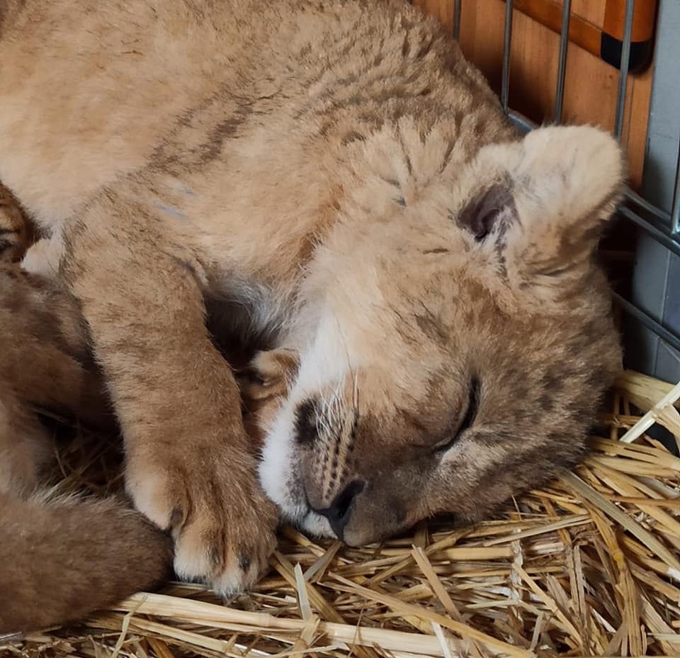 fot. ZOO Poznań Official / Facebook